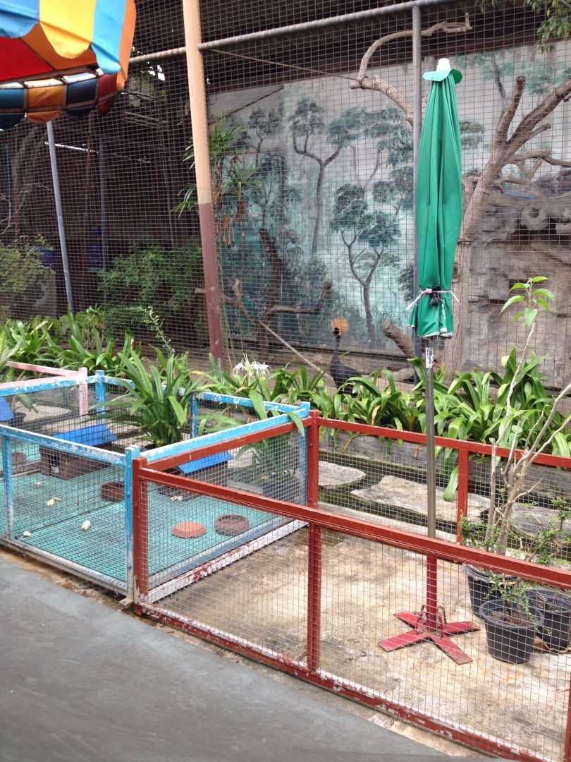 Ouside roof pet enclosures