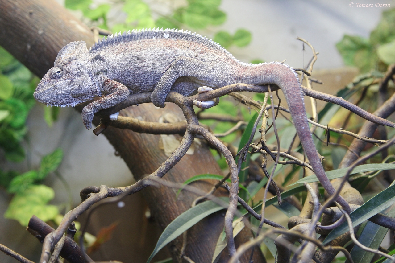 Oustalet?s Chameleon (Furcifer oustaleti)