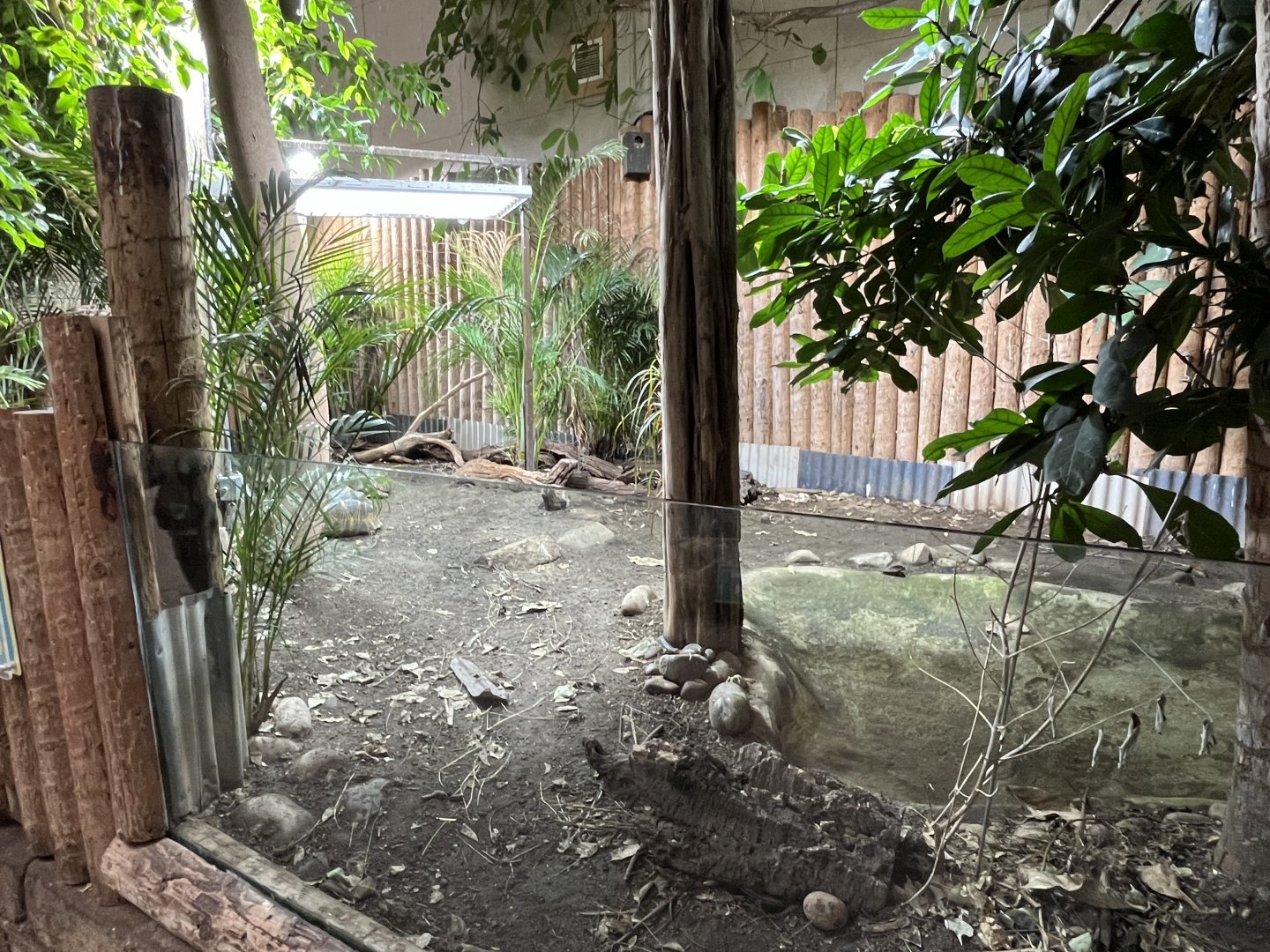 Oustalet’s chameleon and Radiated tortoise enclosure 29.6.24