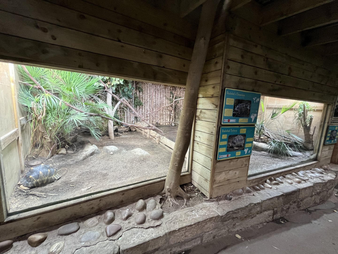 Oustalet’s chameleon and Radiated tortoise enclosure 29.6.24