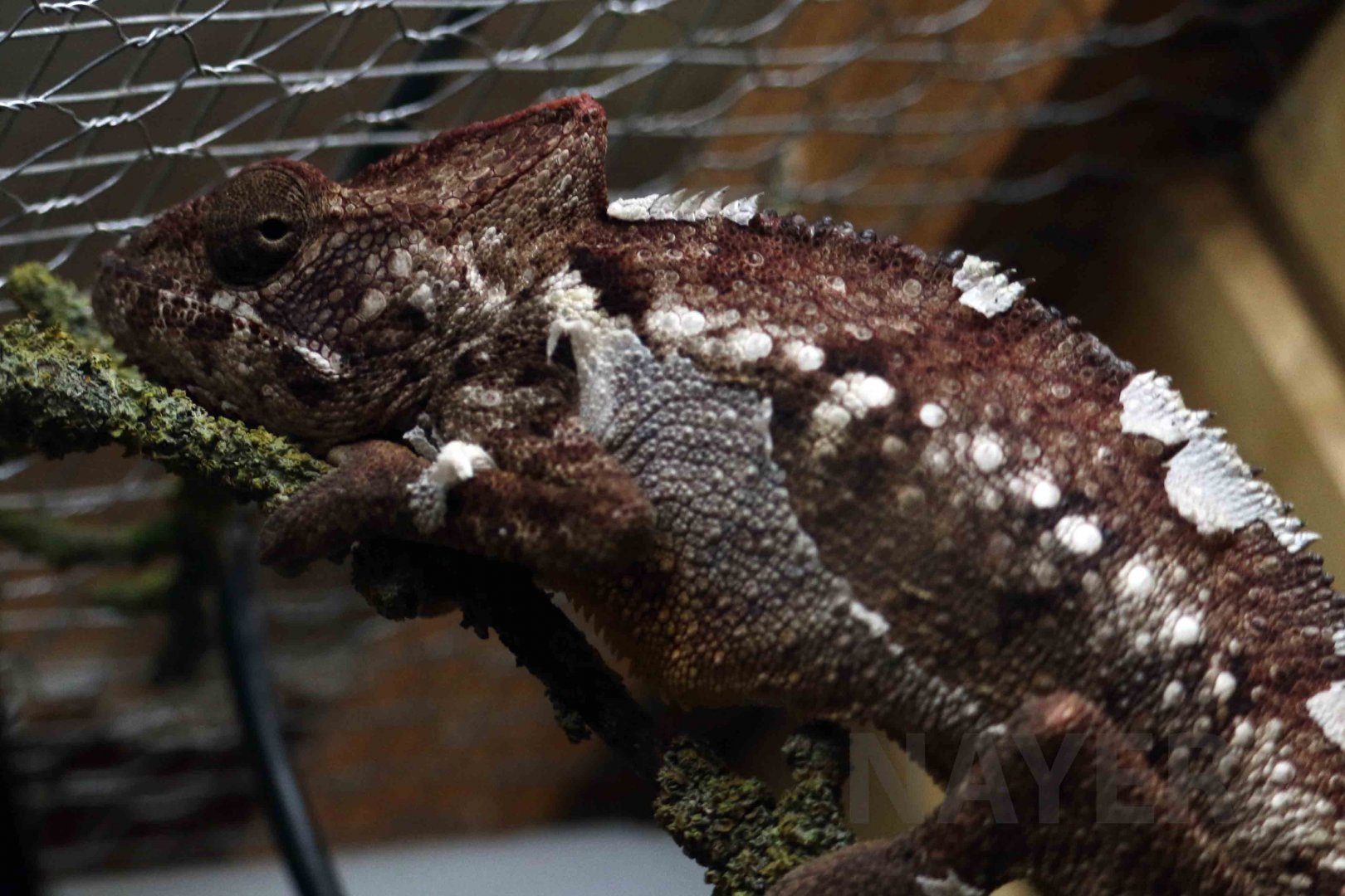 Oustalet's chameleon, April 2017