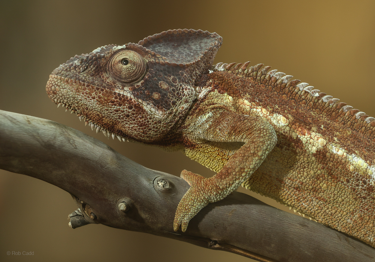 Oustalet's chameleon : Chester Zoo : 06 Sep 2025