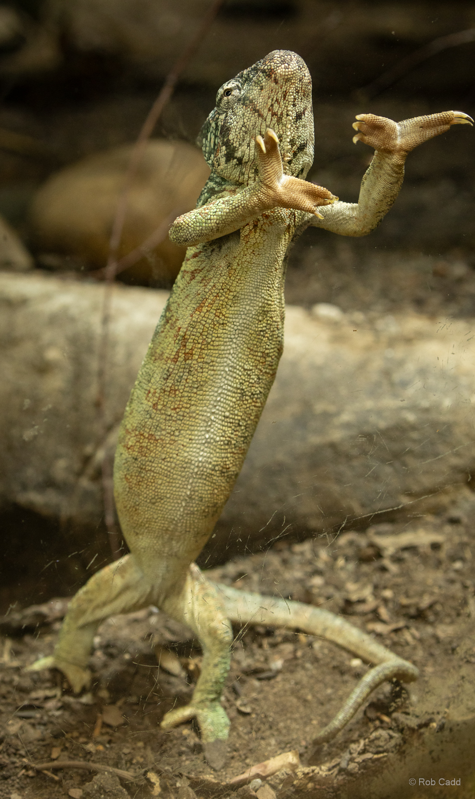 Oustalet's chameleon : Chester Zoo : 24 Jun 2024