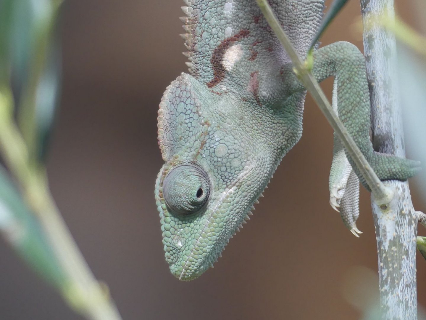 Oustalet’s Chameleon - Heart of Africa - 02.04.25