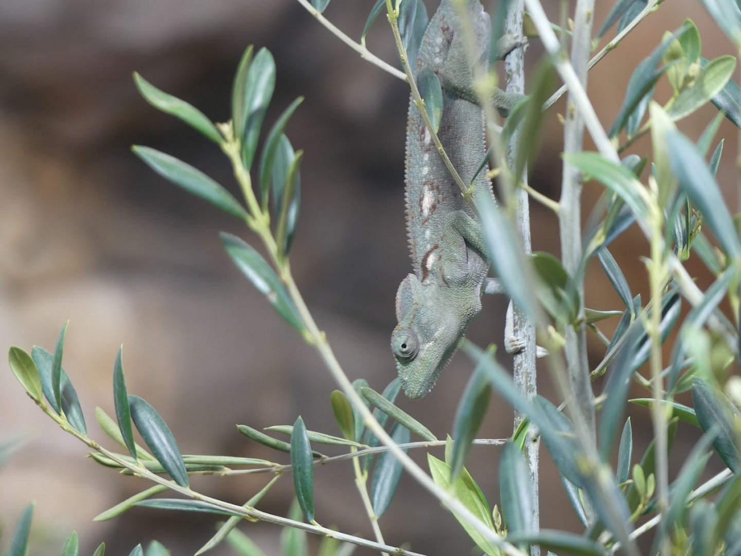 Oustalet’s Chameleon - Heart of Africa - 02.04.25