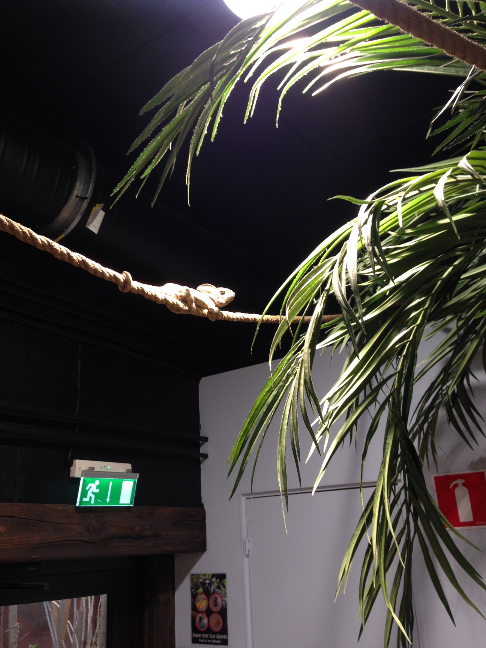 Oustalets chameleon walkthrough 2016