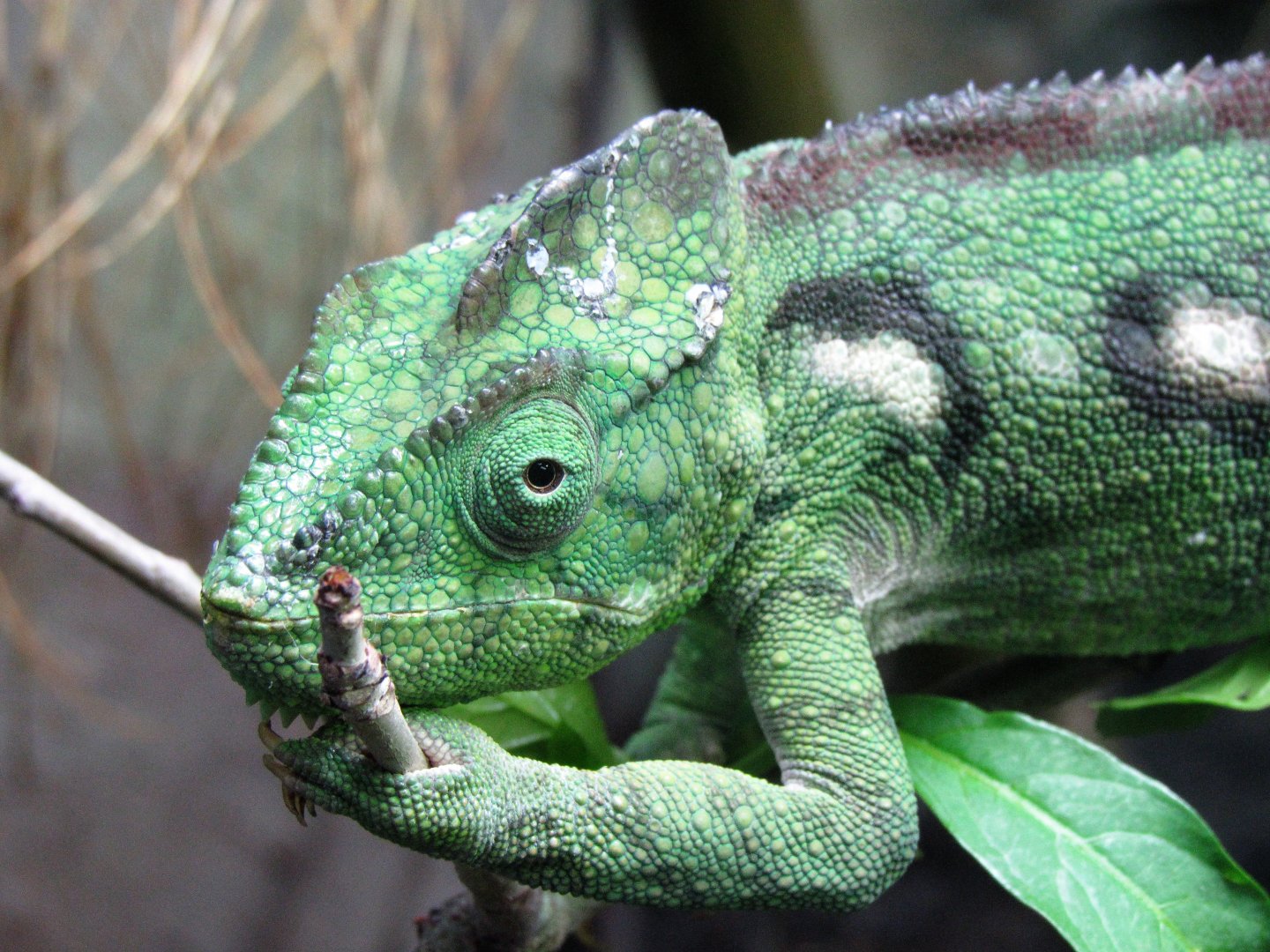 Oustalet's Chameleon