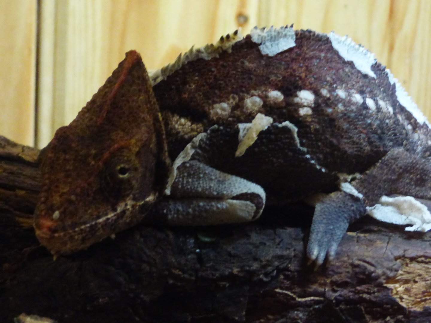 Oustalet's Chameleon