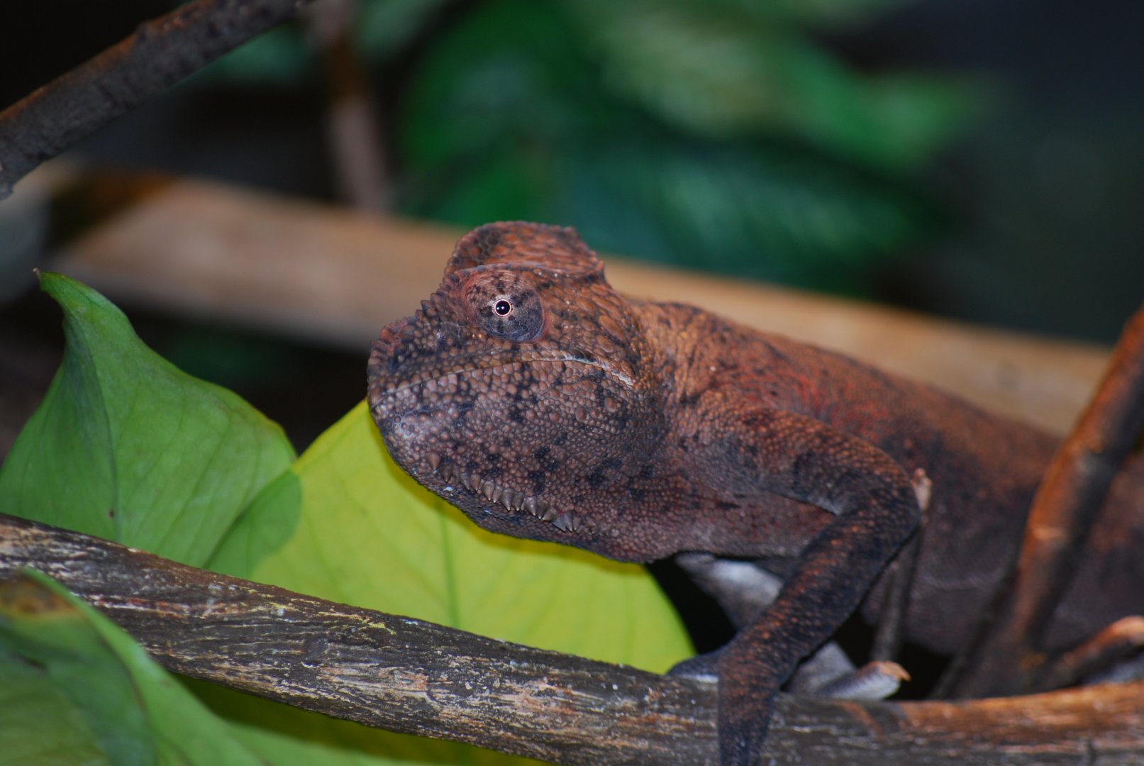 Oustalet's Chameleon