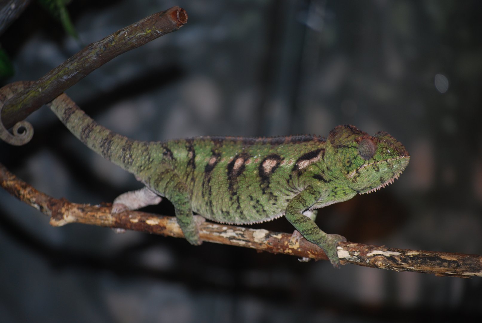 Oustalet's Chameleon
