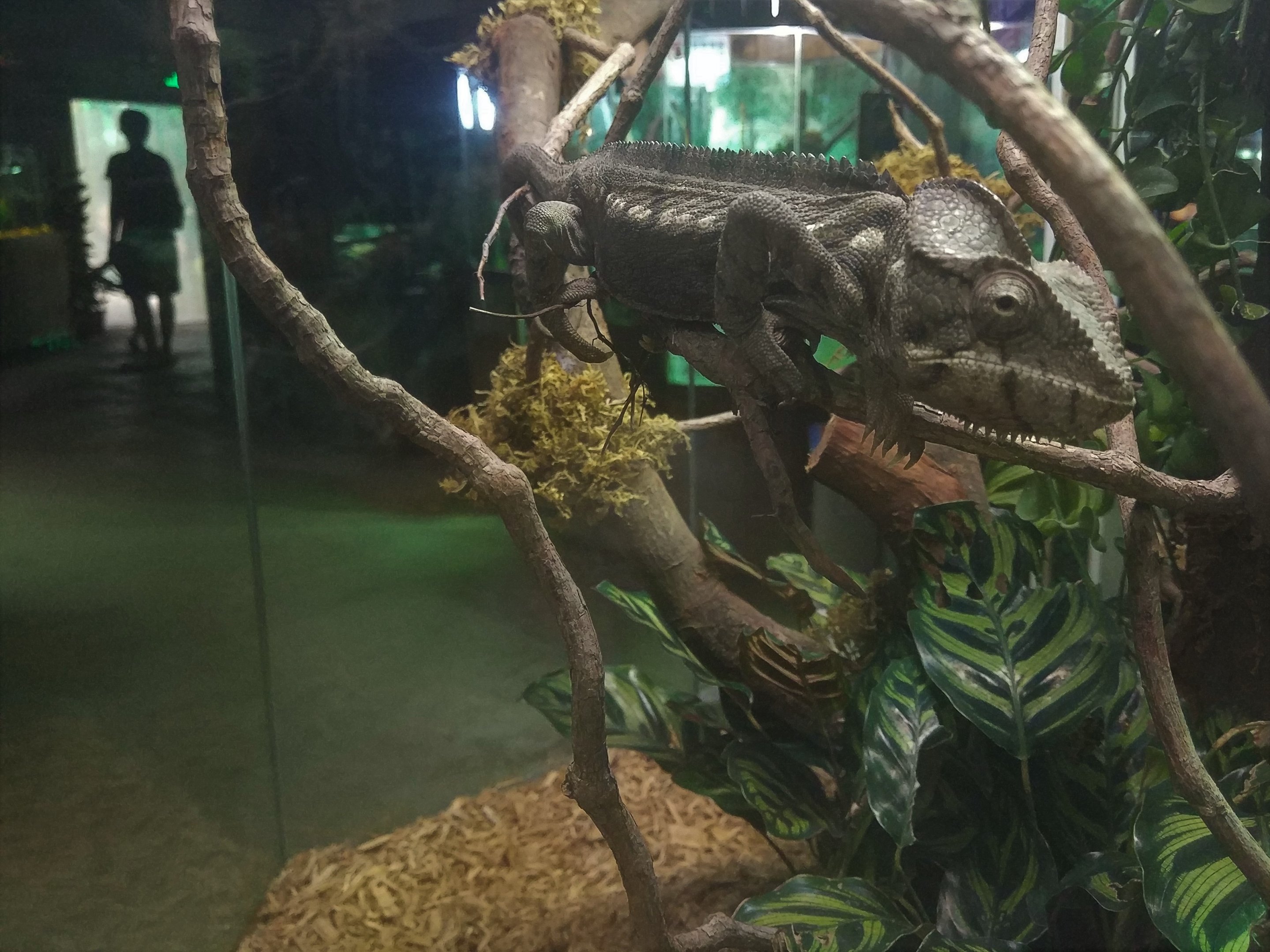 Oustalet's Chameleon