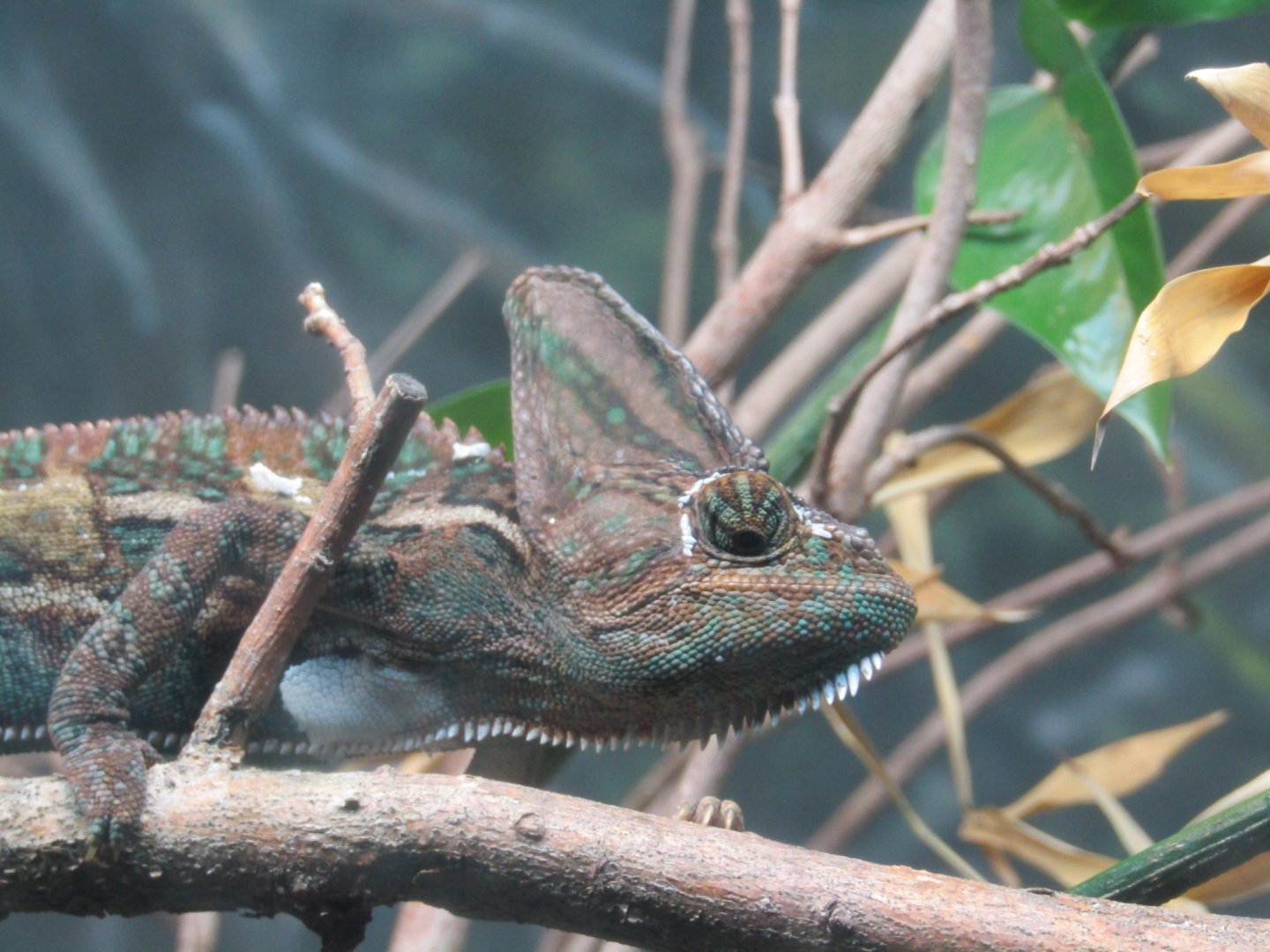 Oustalet's Chameleon