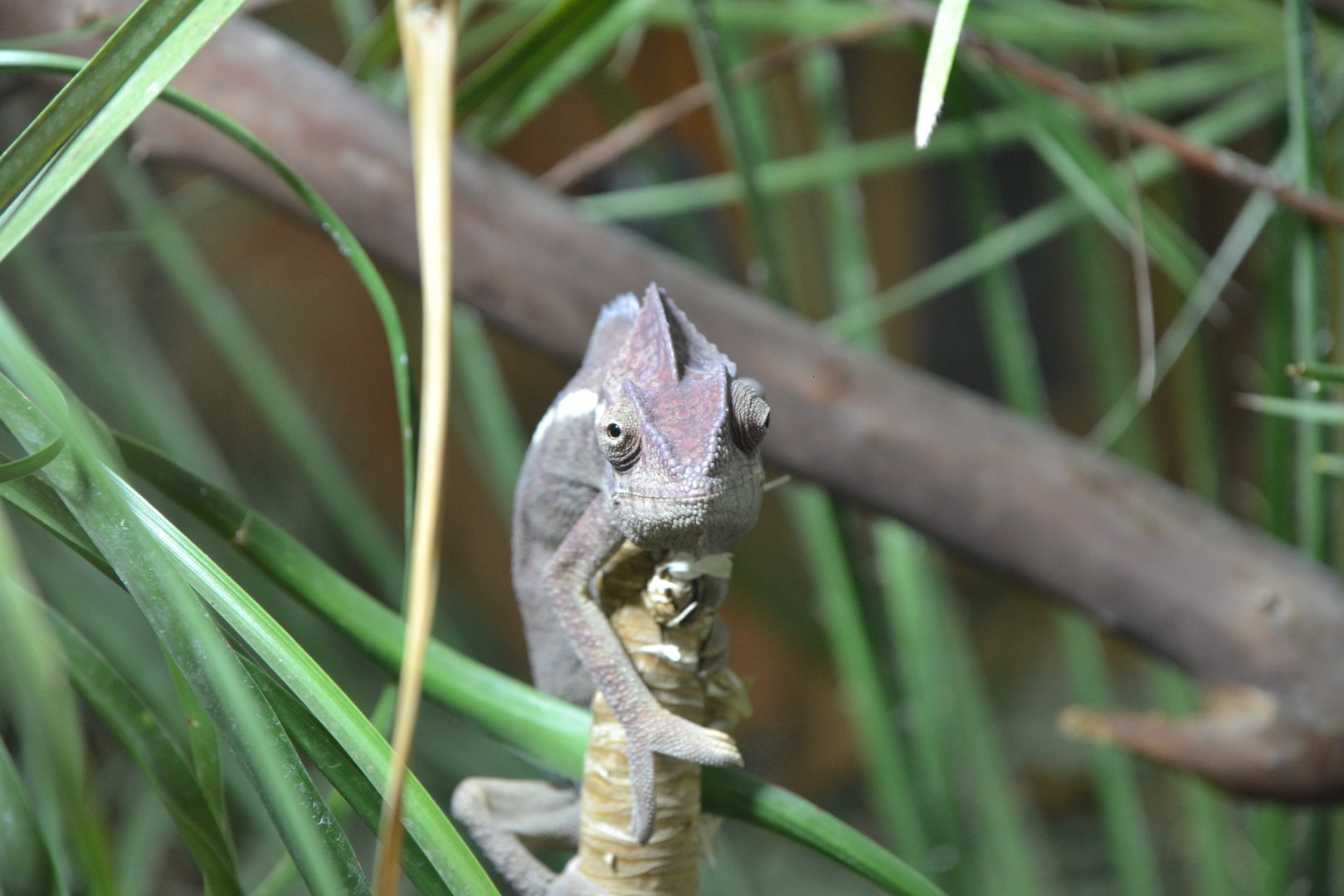 Oustalet's chameleon
