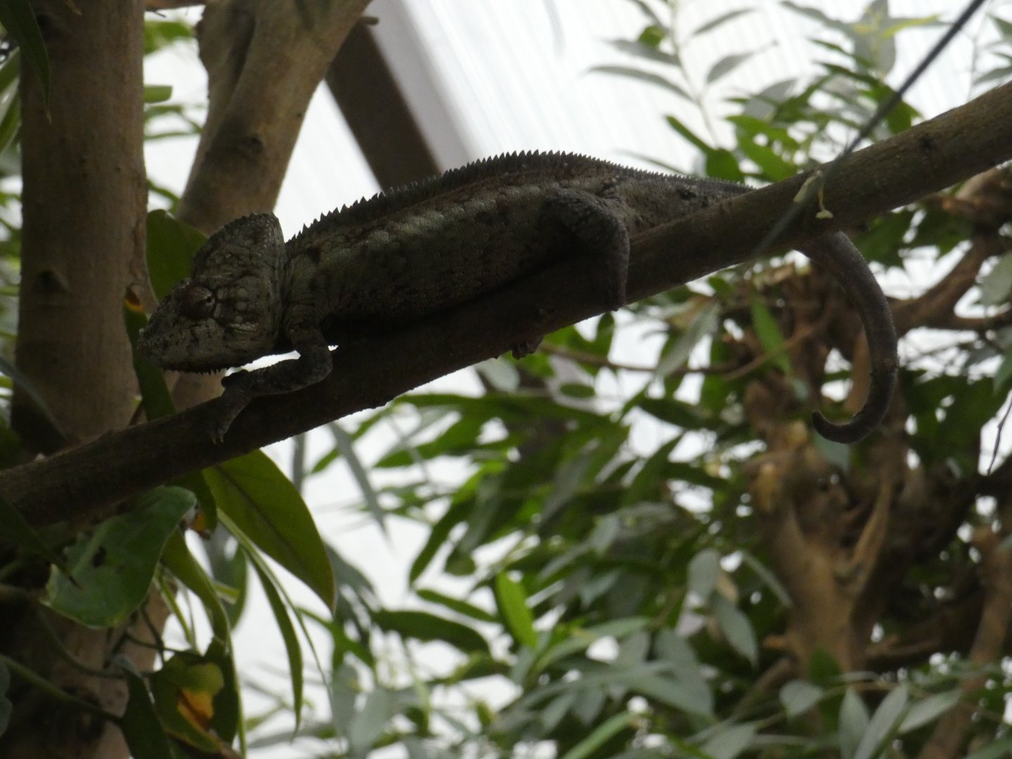 Oustalet's chameleon