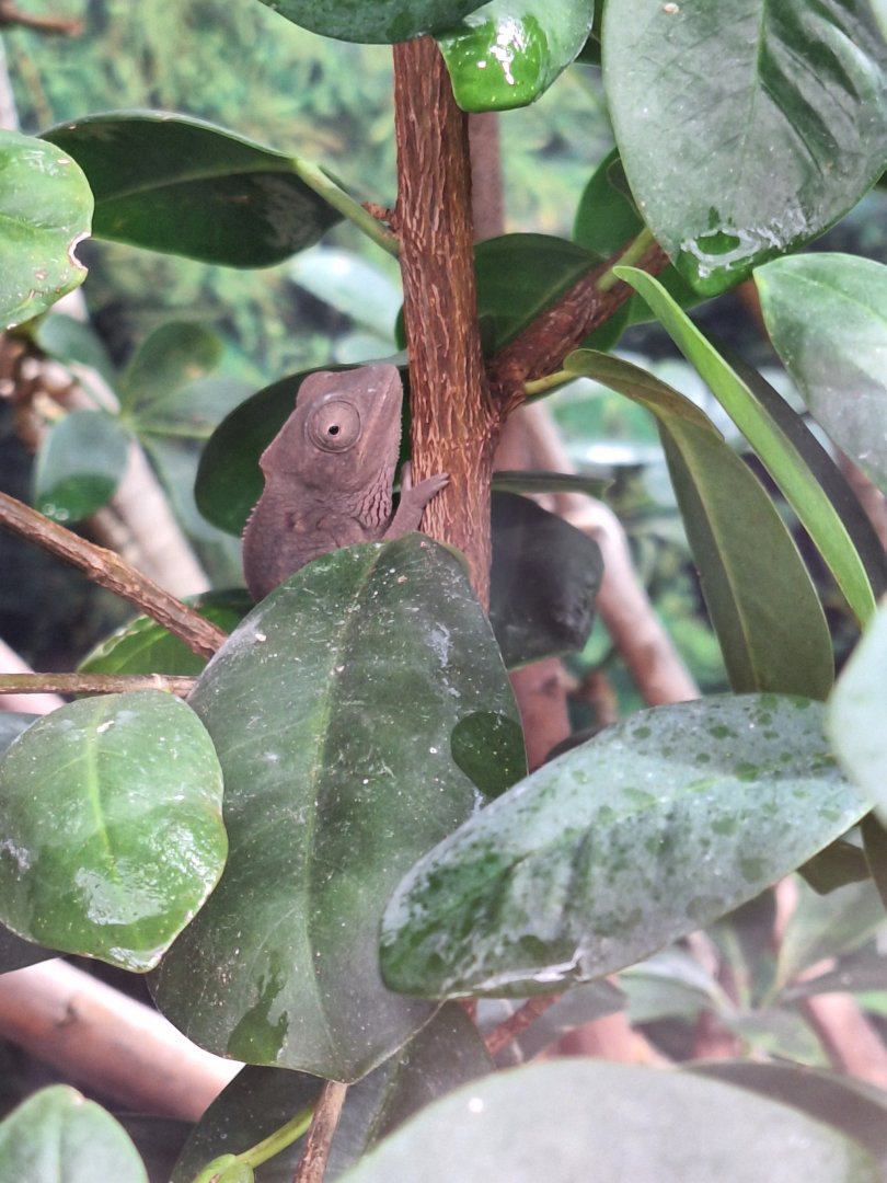 Oustalet's Chameleon