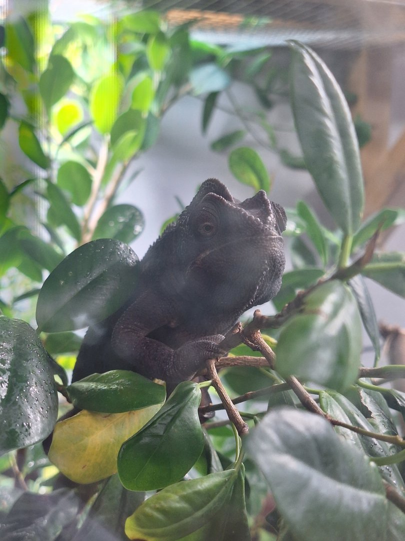 Oustalet's Chameleon