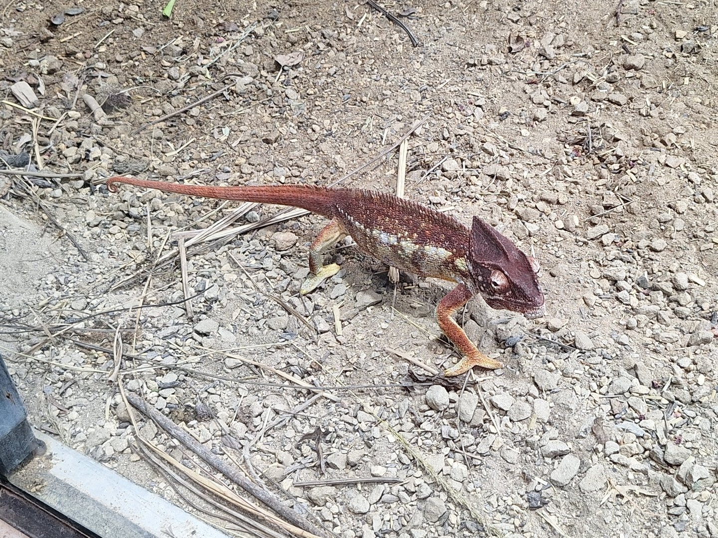 Oustalet's Chameleon