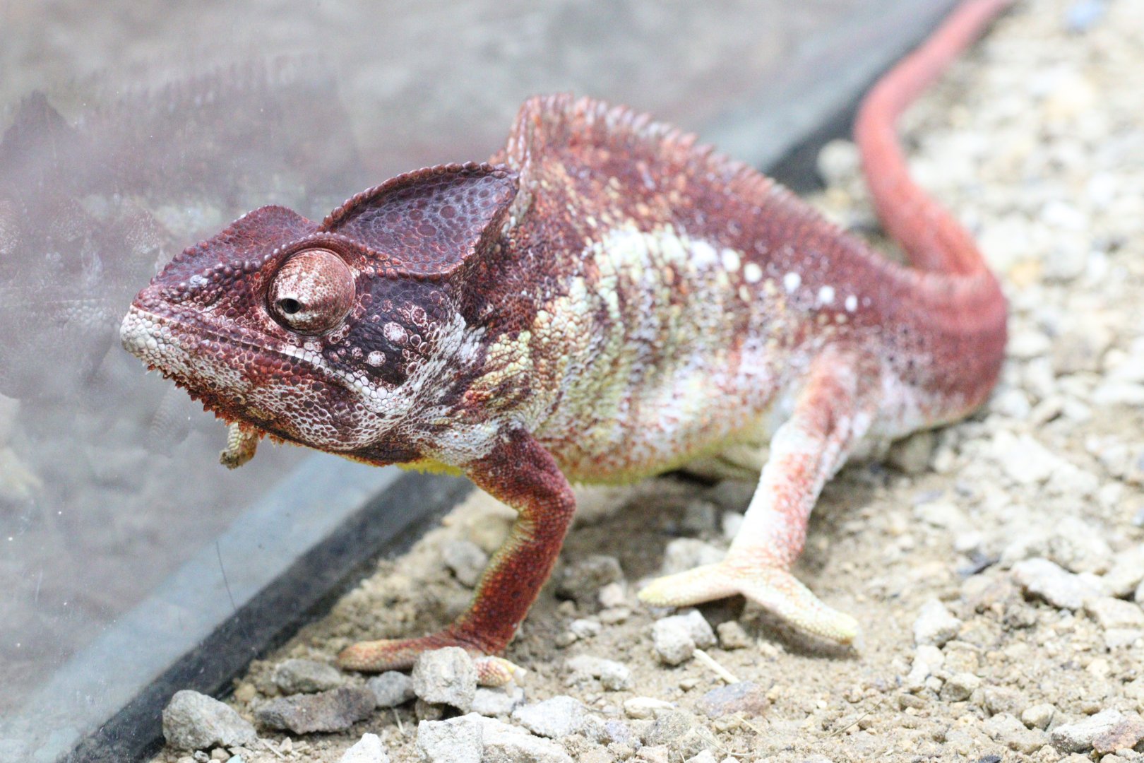 Oustalet's Chameleon