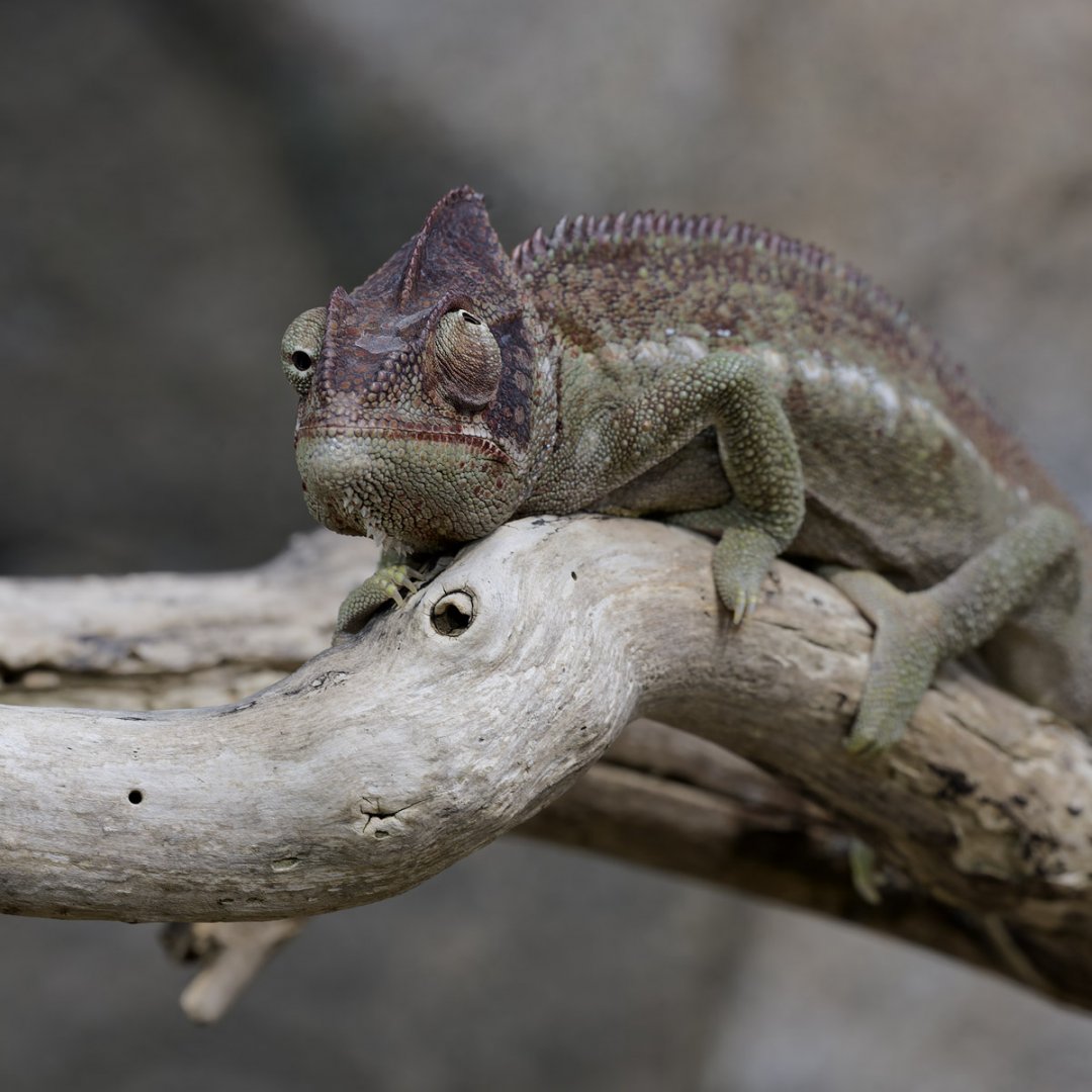 Oustelat's chameleon, doing that eye trick