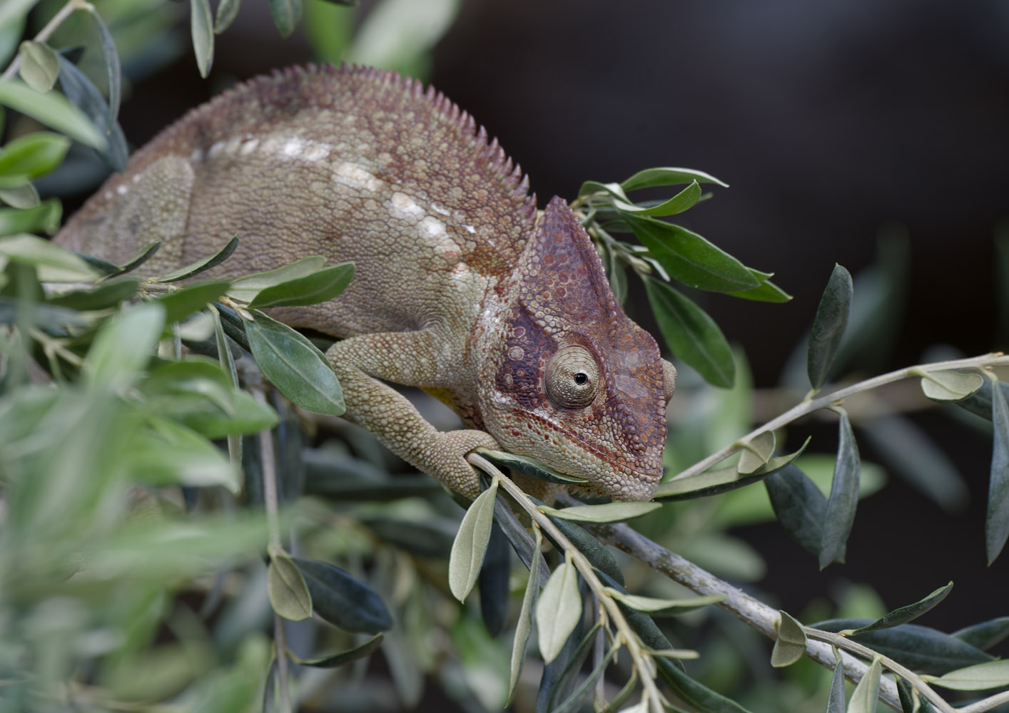 Oustelat's chameleon