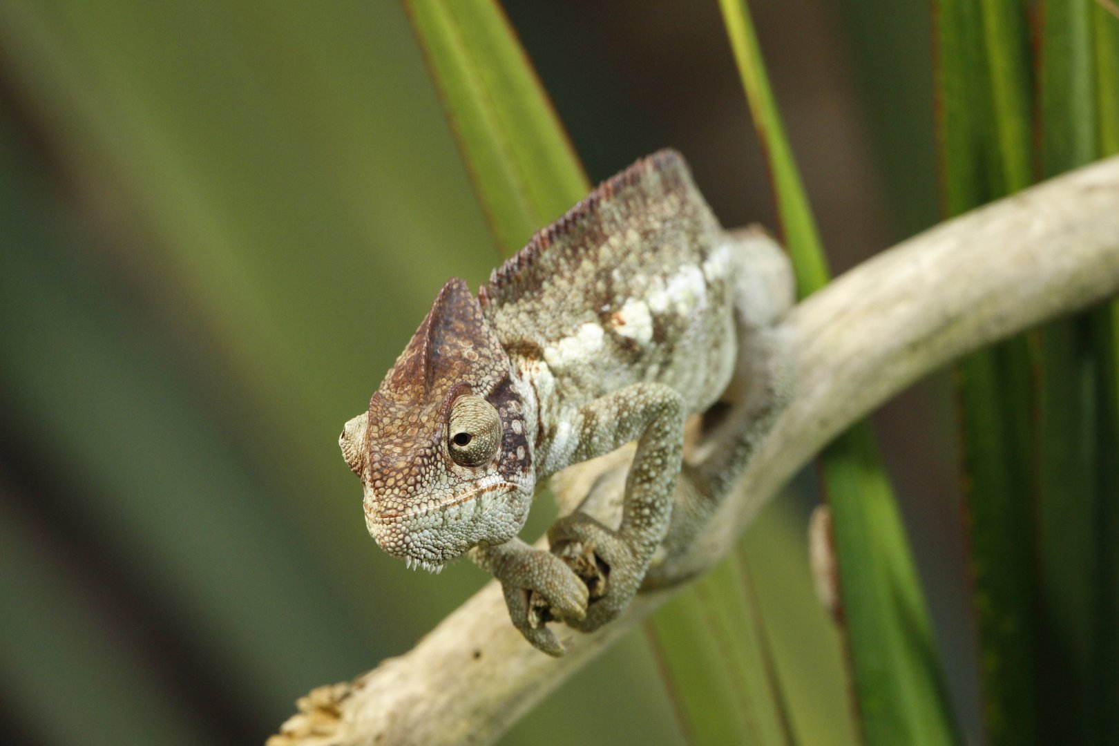 Ousttalet's Chameleon