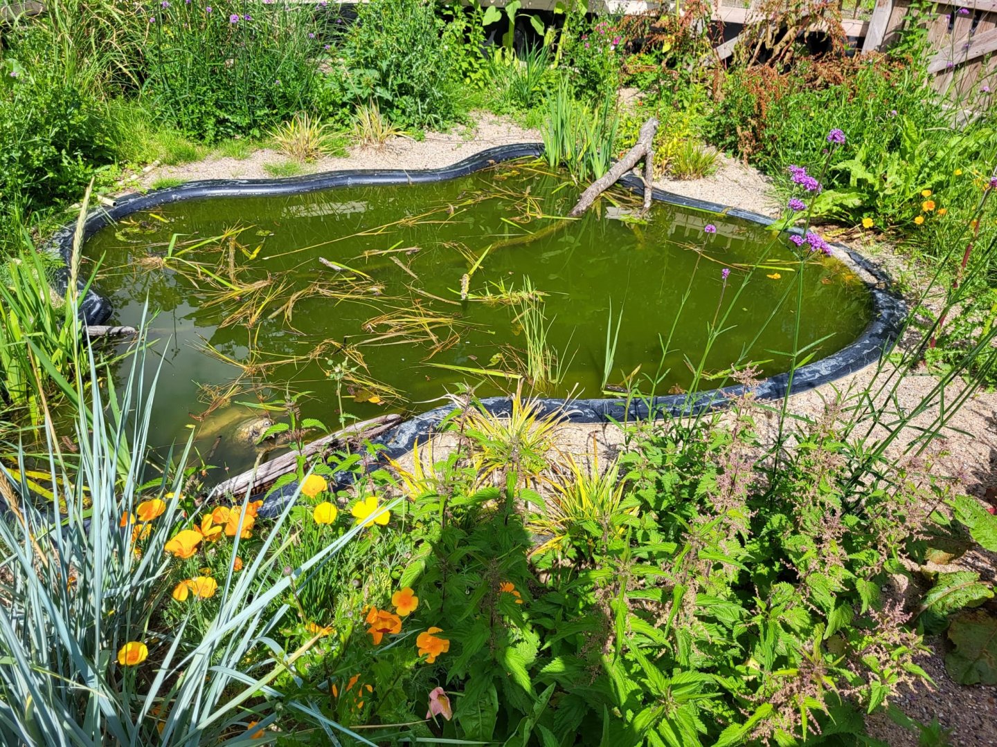 Out-door enclosure Alligator snapping turtle