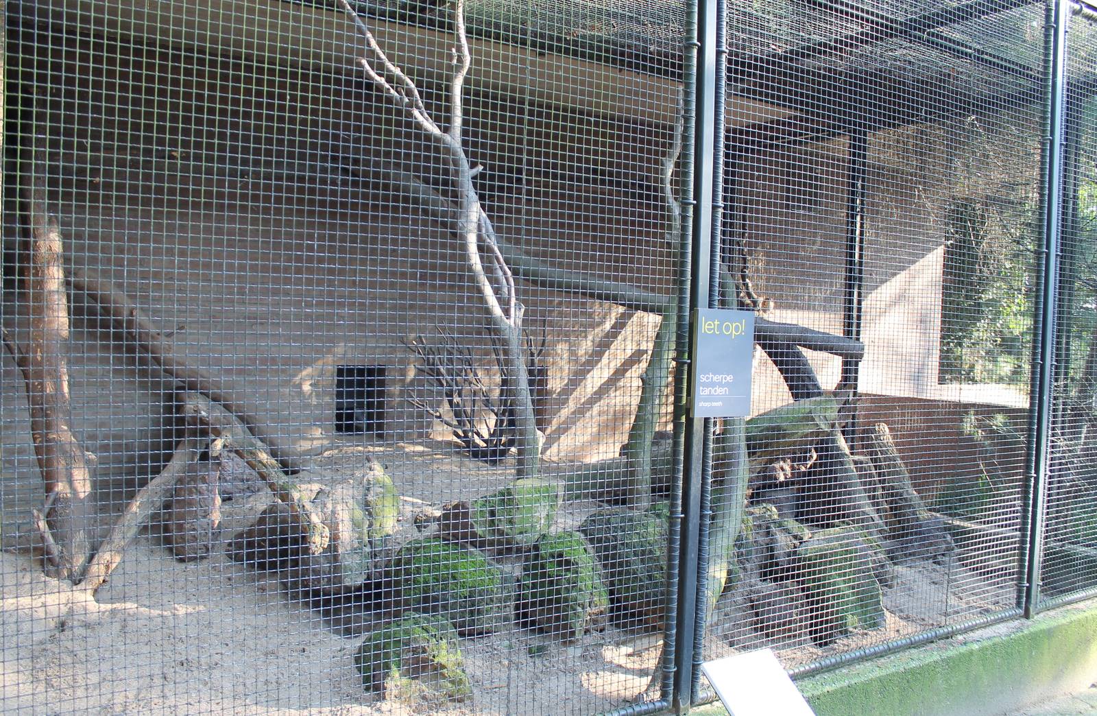 Out-door enclosure Black spider monkey