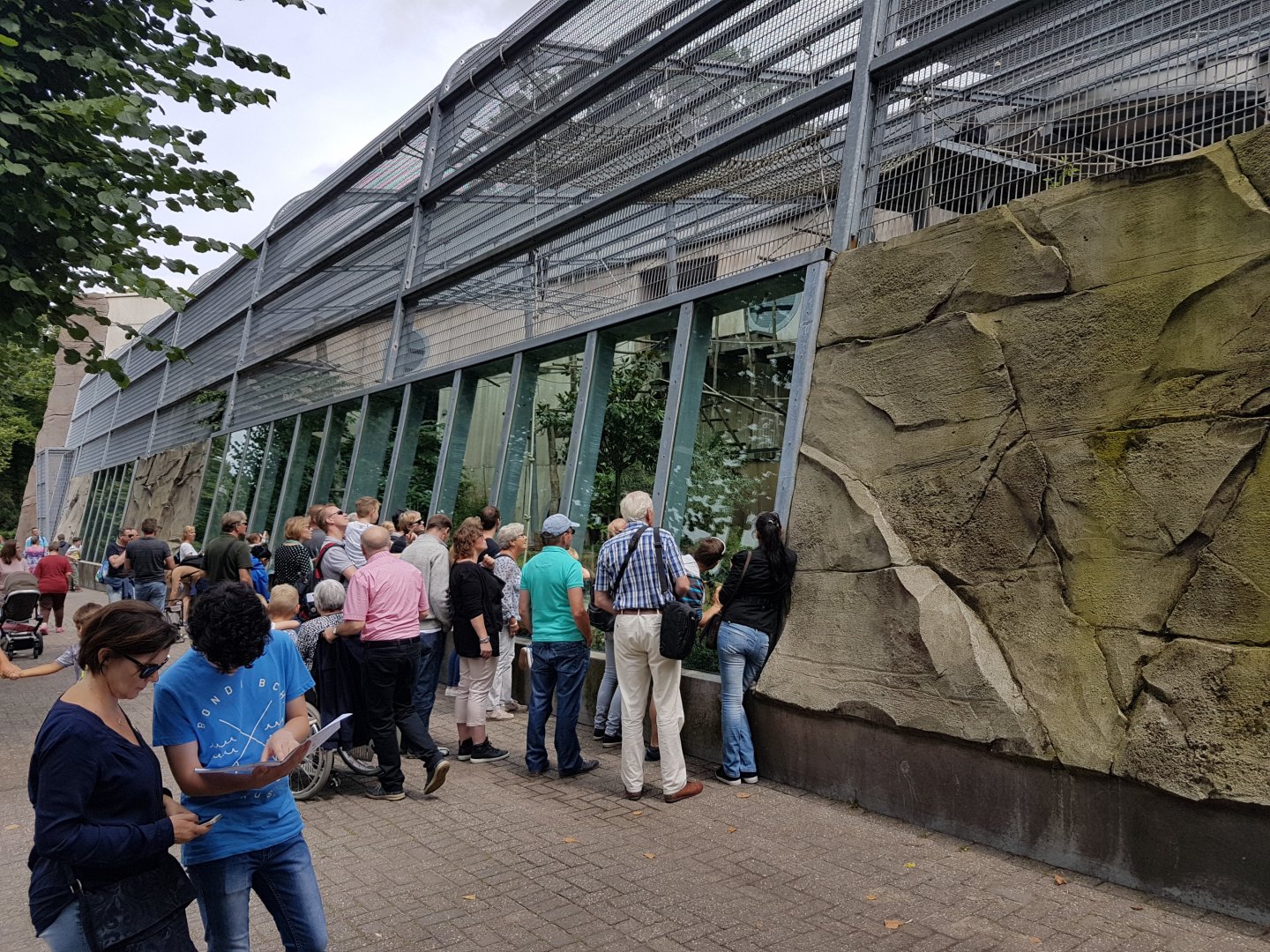 Out-door enclosure gorilla and Roloway monkey