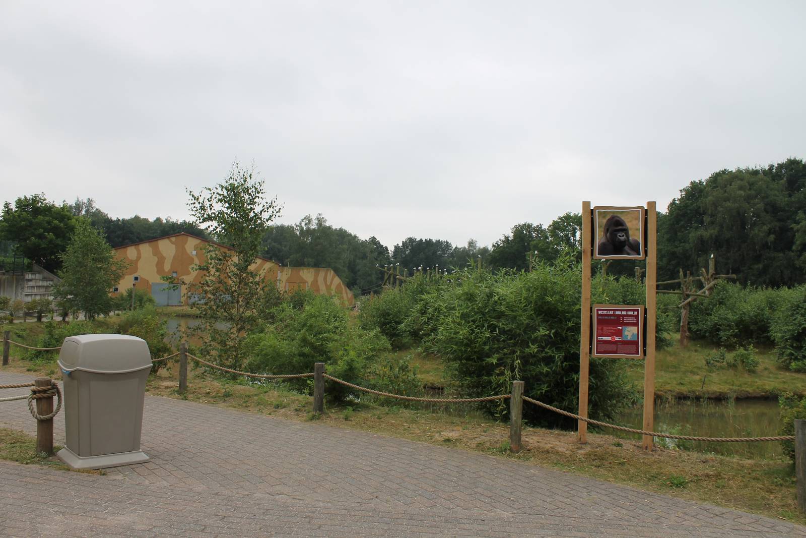 Out-door enclosure Western lowland gorilla