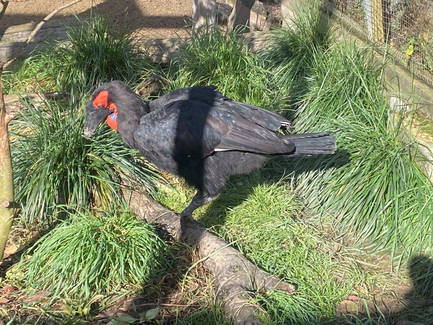 Out of Africa - Abyssinian ground hornbill 241023