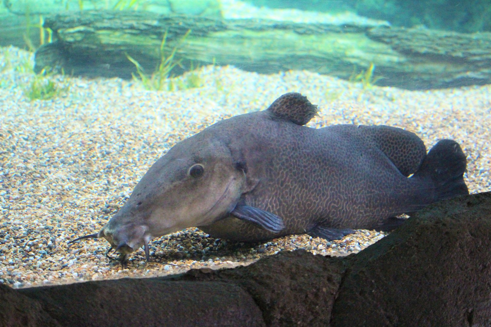 "Out of Africa" - Auchenoglanis occidentalis / Giraffe catfish