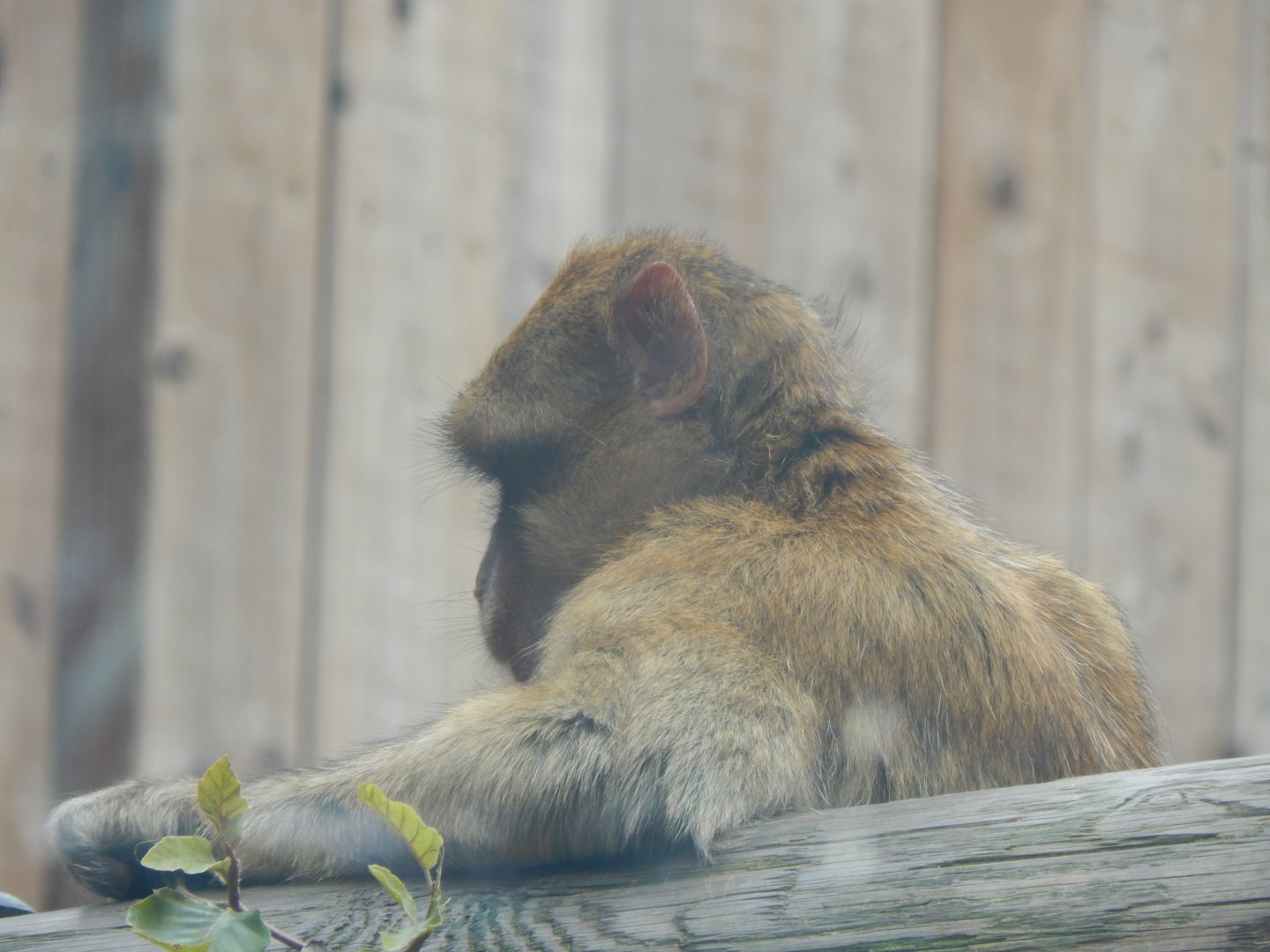 Out of Africa - Barbary macaque 110925