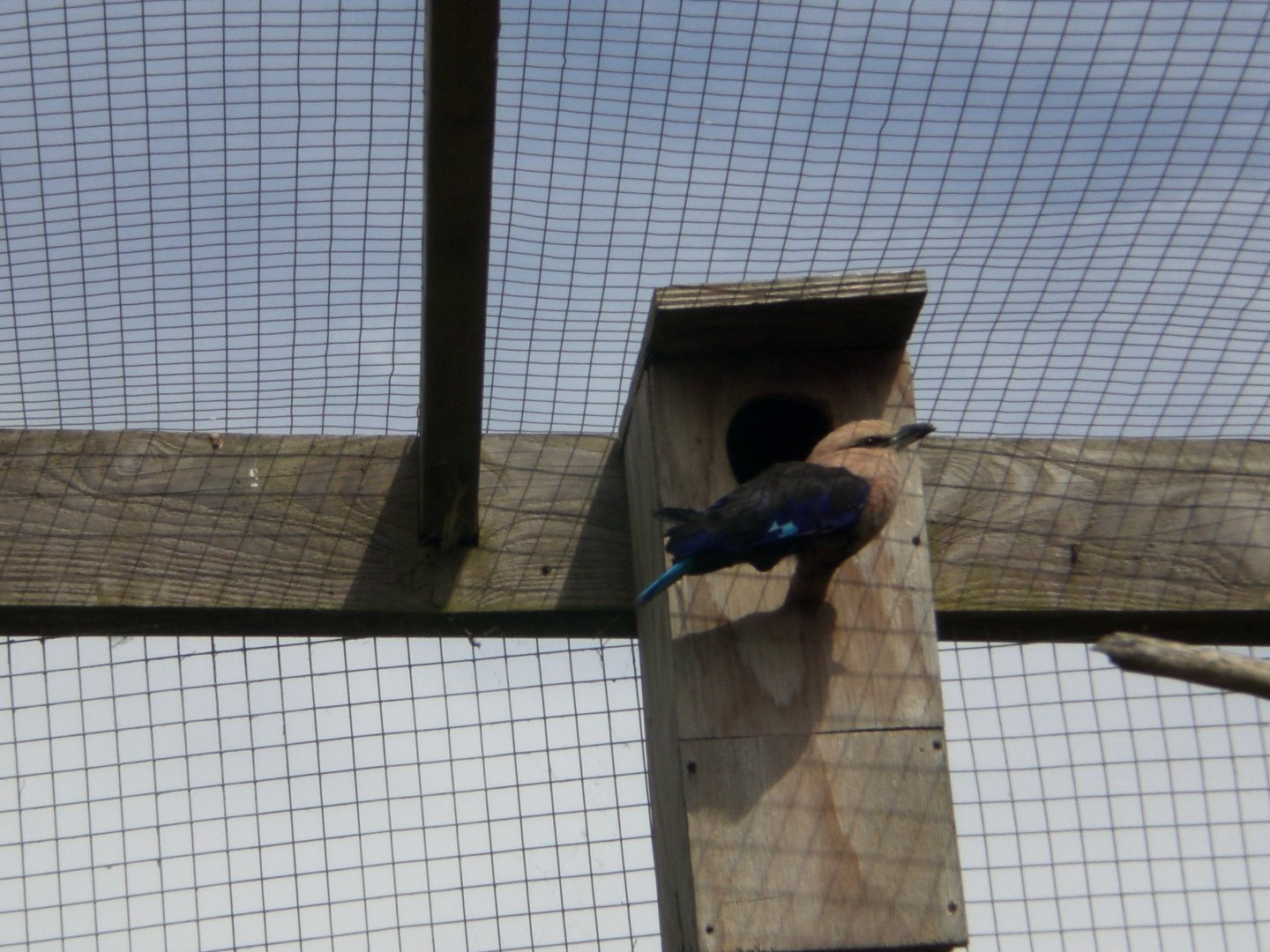 Out of Africa- Blue Bellied Roller 280822