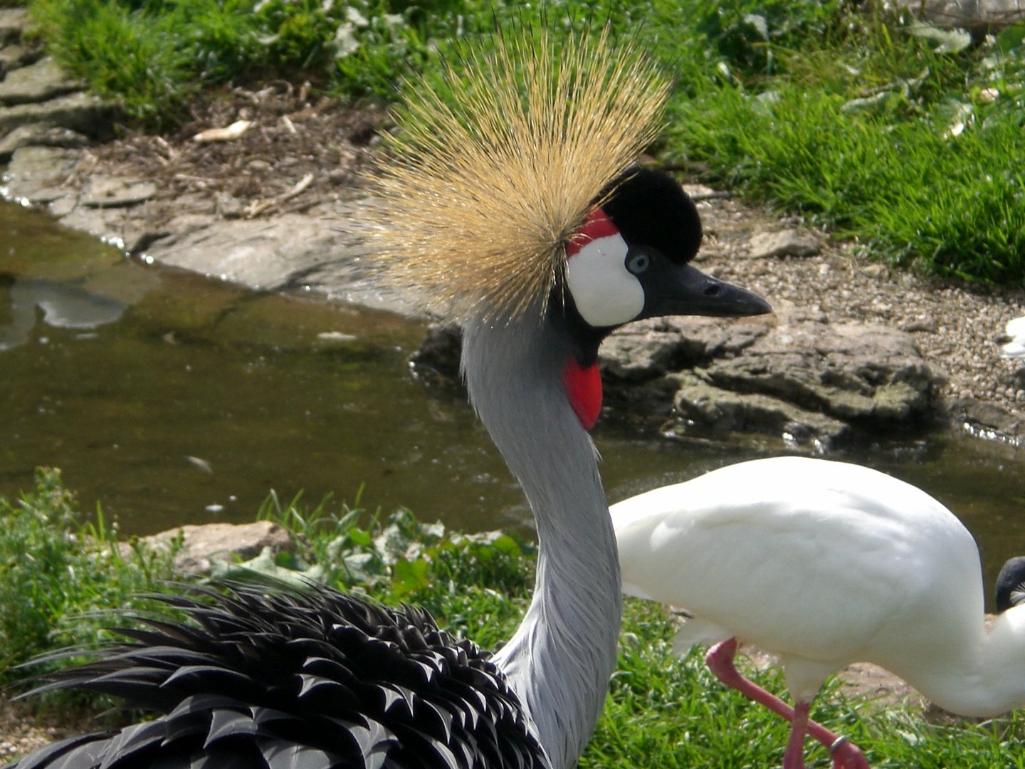 Out of Africa- Crowned Crane