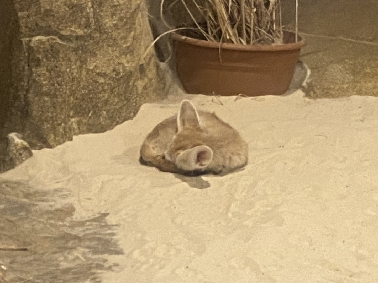 Out of Africa - Fennec fox 110925