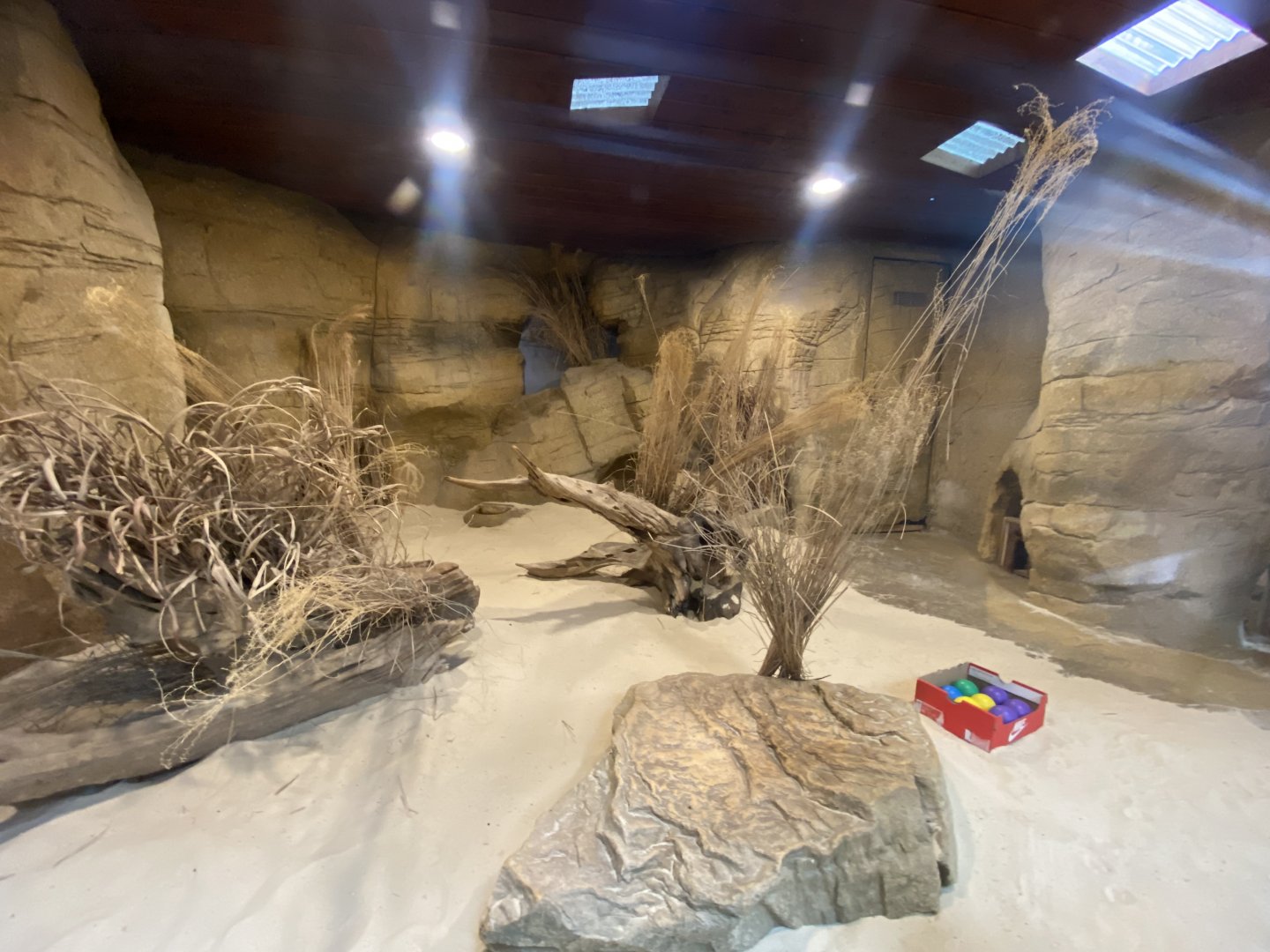 Out of Africa - Fennec fox enclosure 110925