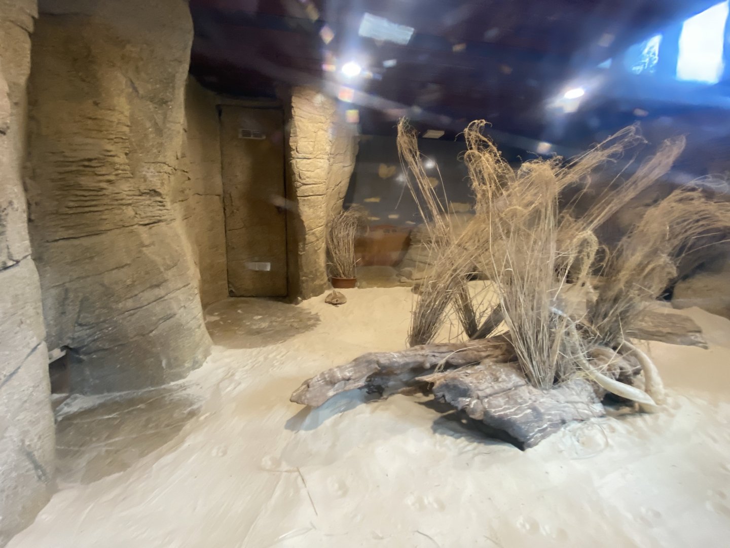 Out of Africa - Fennec fox enclosure 110925