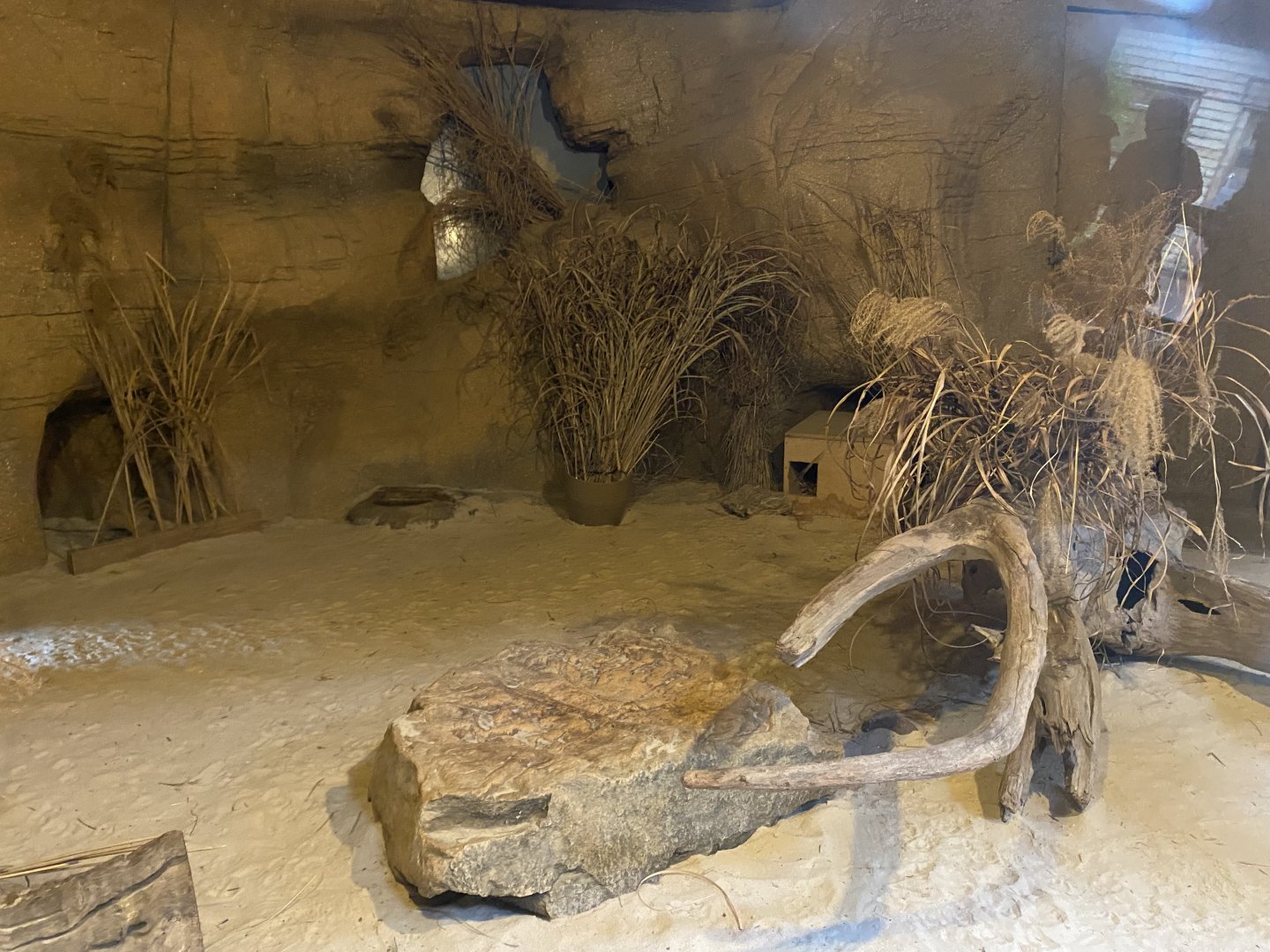 Out of Africa - Fennec fox indoors 140921