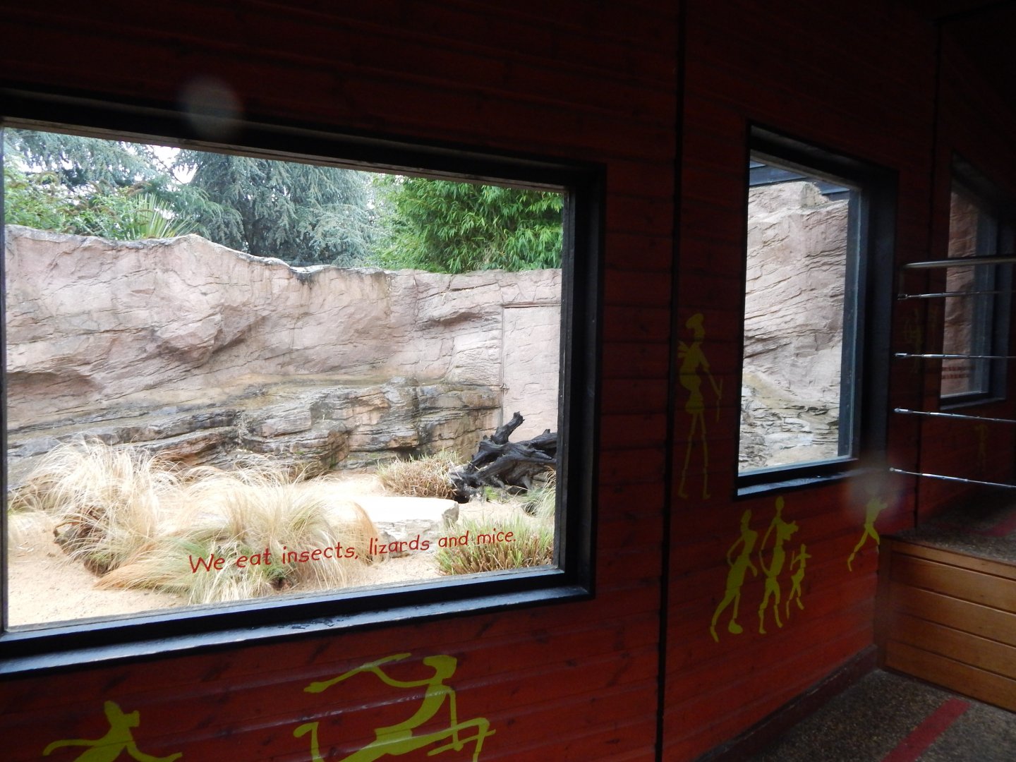 Out of Africa - Fennec fox outdoors 140921