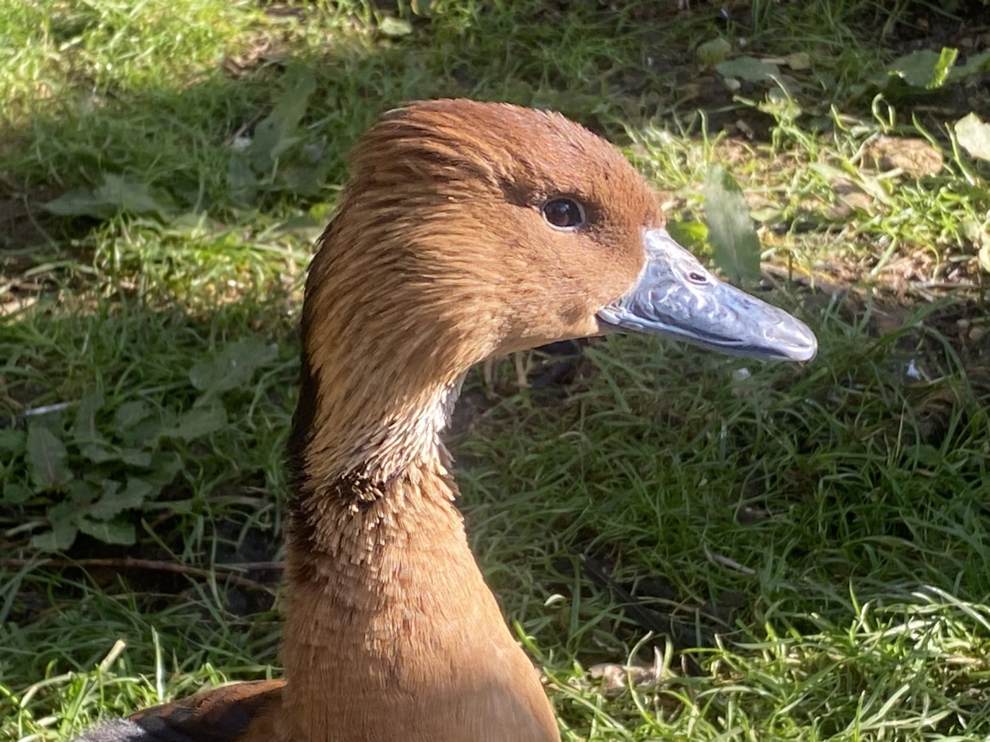 Out of Africa - Fulvous whistling duck 241023