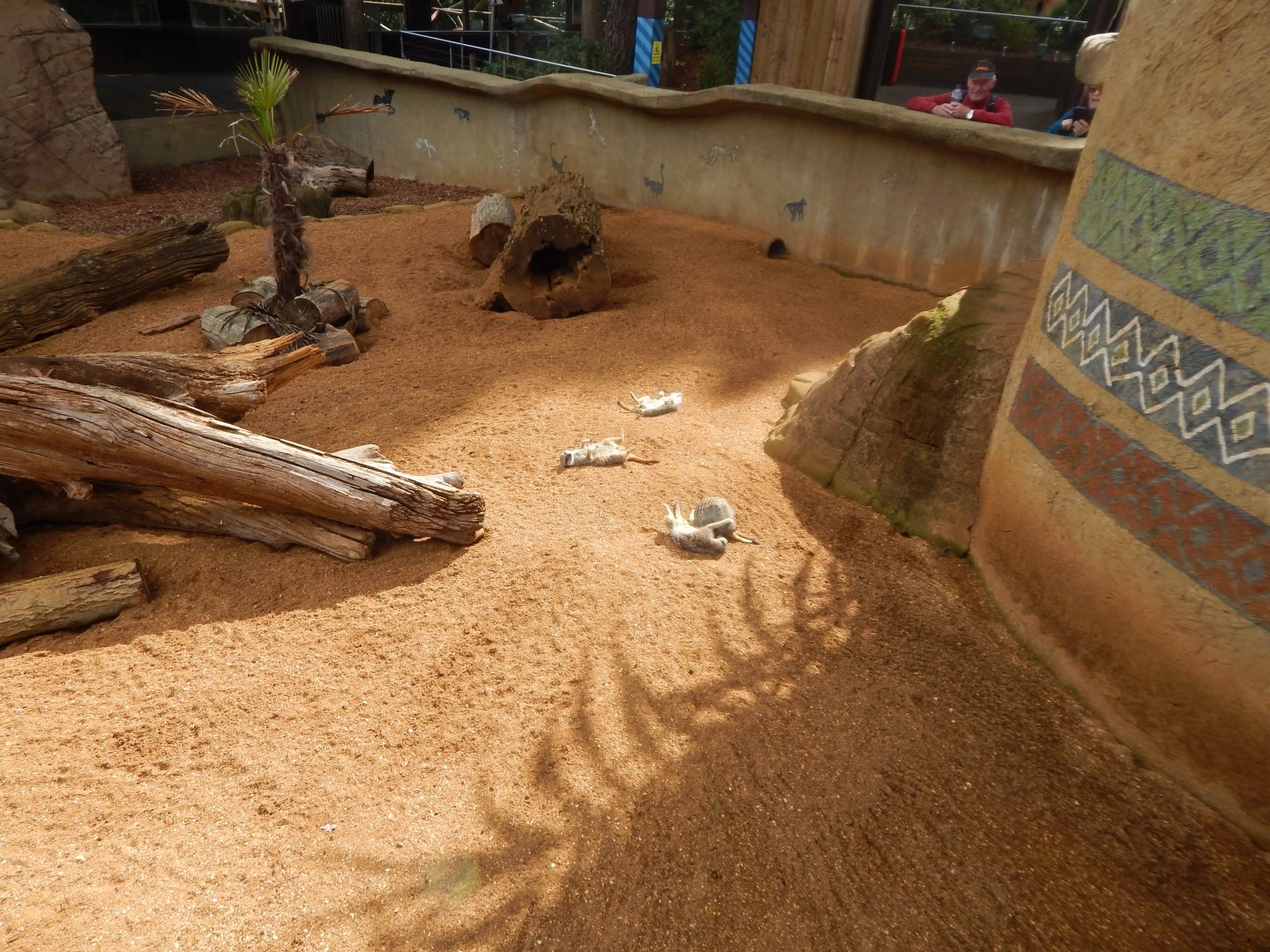 Out of Africa - Meerkat enclosure 110925