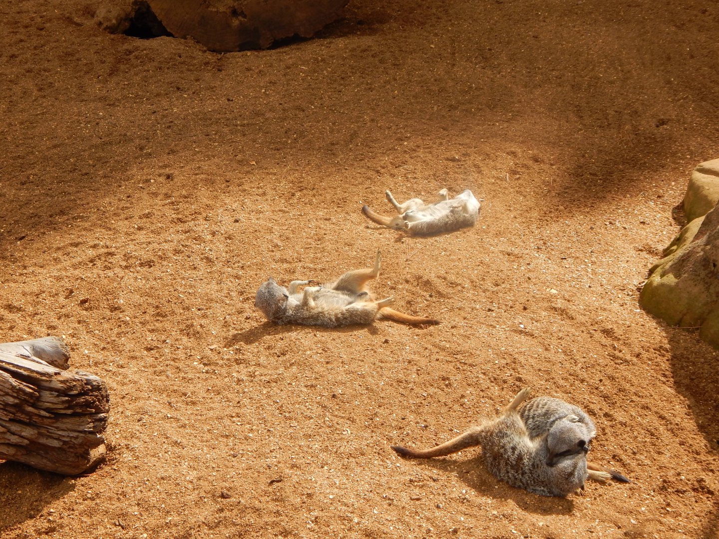 Out of Africa - Meerkat relaxation 110925