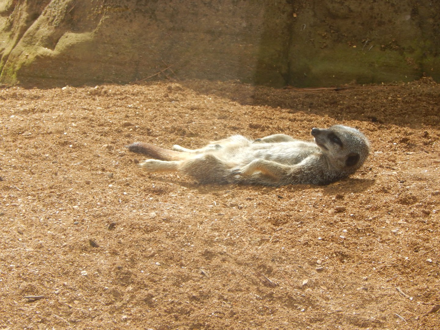 Out of Africa - Meerkat relaxation 110925