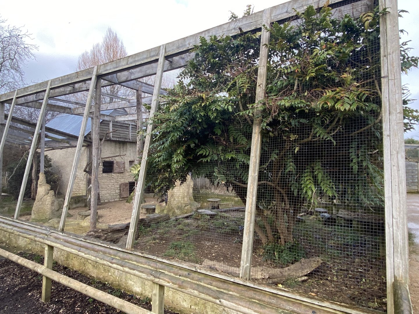 Out of Africa mixed aviary 010323