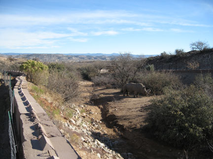 Out Of Africa, New Years Day 2010