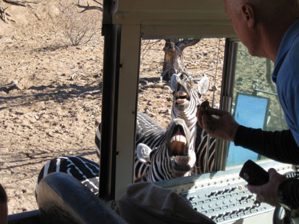 Out Of Africa, New Years Day 2010