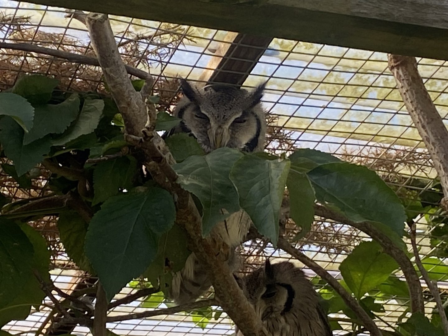 Out of Africa - Northern white-faced owl 241023