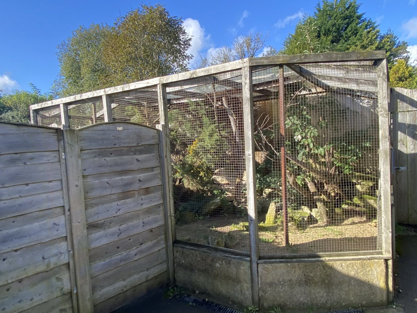 Out of Africa - Northern white-faced owl aviary 241023