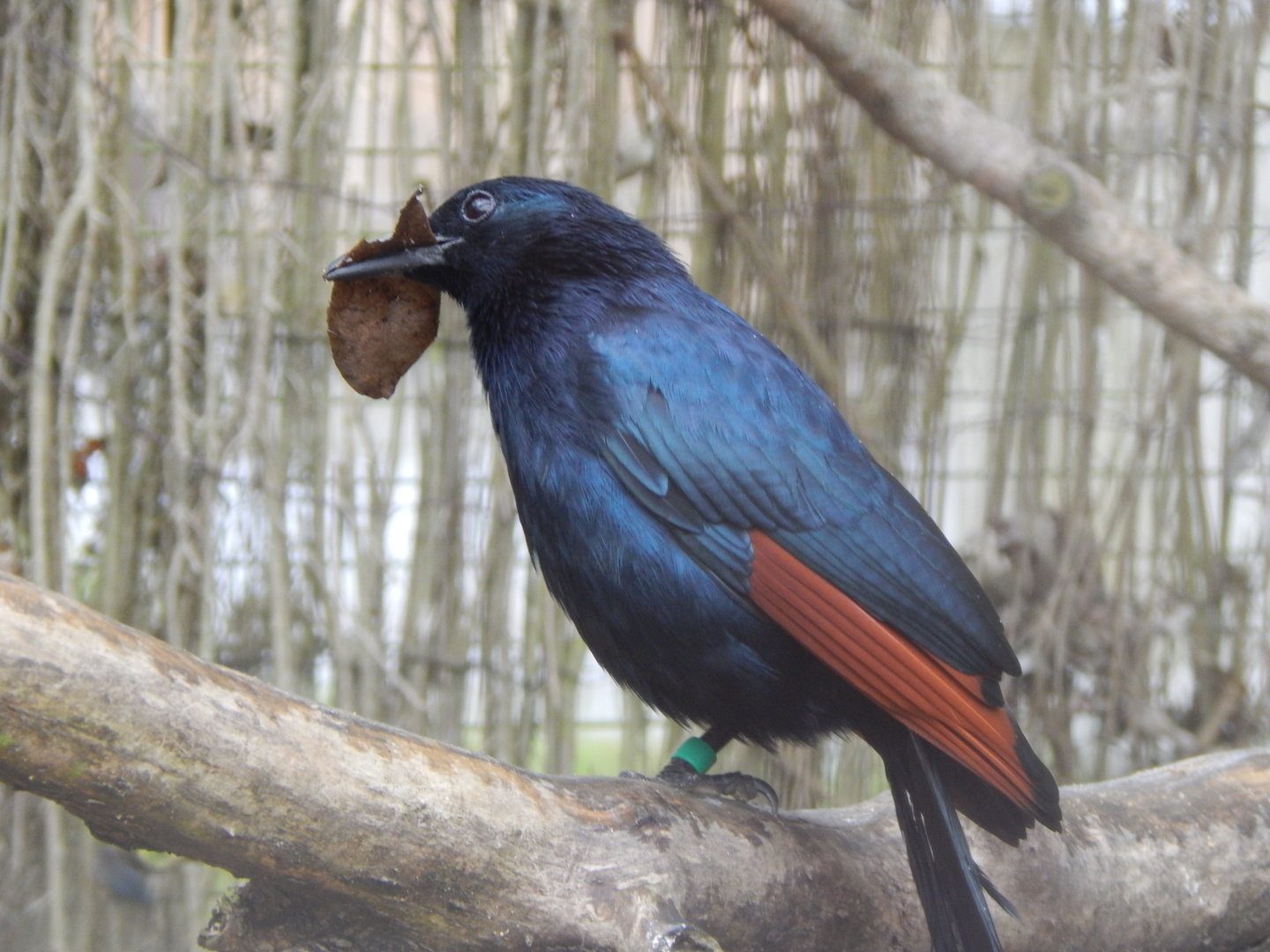 Out of Africa - Red-winged starling 010323