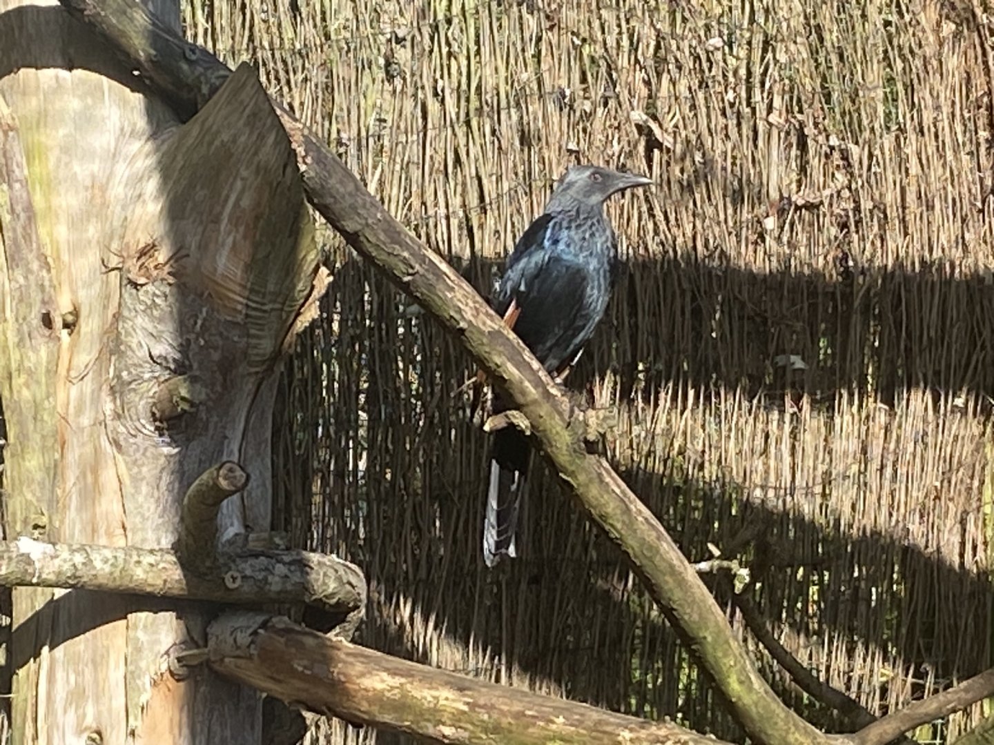 Out of Africa - Red-winged starling 241023